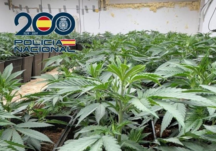 13 operaciones en Granada se saldan con 26 detenciones y 3.000 plantas de marihuana incautadas